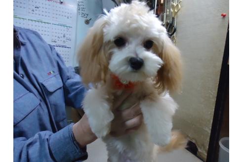成約済の栃木県のマルプー:マルチーズ×トイプードル-58529の8枚目